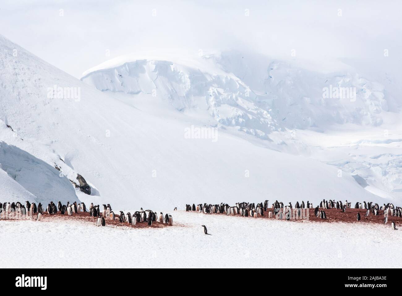 Gentoo auf Curverville Island, Antarktische Halbinsel, Antarktis Stockfoto