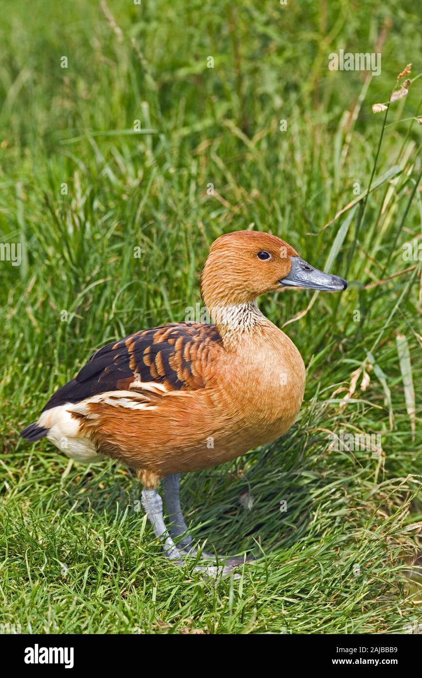 FULVOUS PFEIFENTE (Dendrocygna bicolor). Das Verbreitungsgebiet umfasst Gebiete in Nord- und Südamerika, Afrika, S. -E.-Asien. Es gibt keine VARIATION. Stockfoto