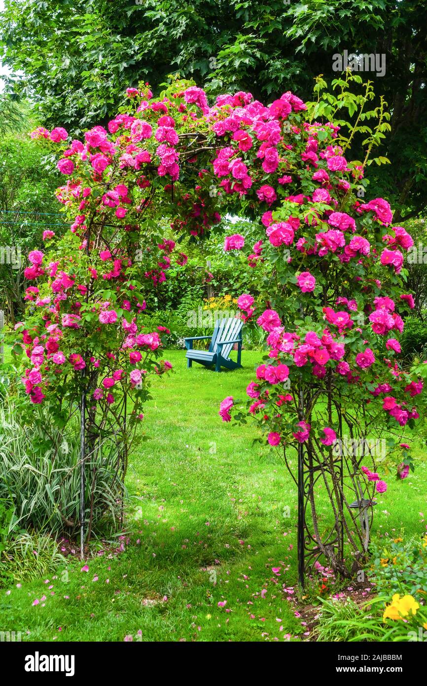 Ein rasen Stuhl auf dem Rasen in einem Rosengarten. Stockfoto