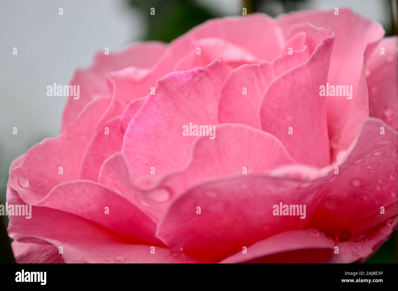 Die rose ist leicht rosa mit glatten Blütenblättern große aus der unteren rechten Ecke. Stockfoto