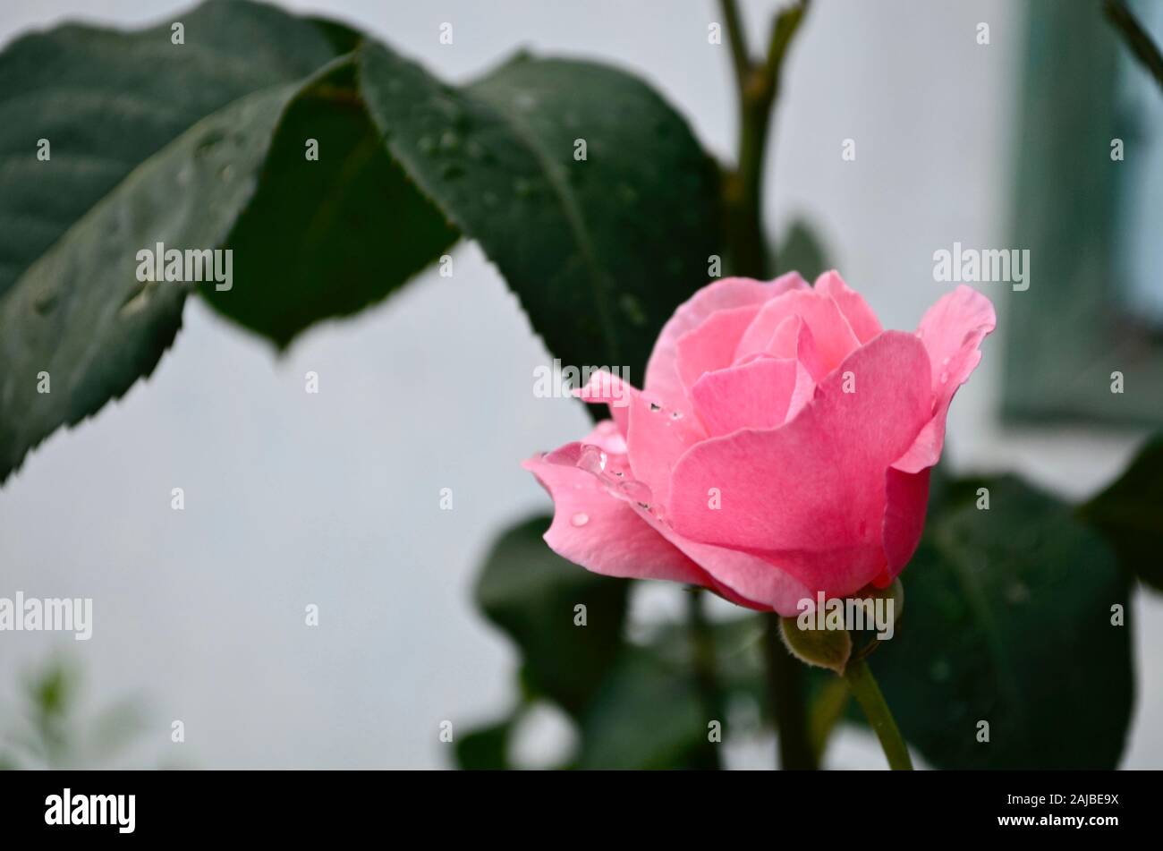 Der Rosebud wird sanft rosa mit glatten Blütenblättern große aus der unteren rechten Ecke. Stockfoto