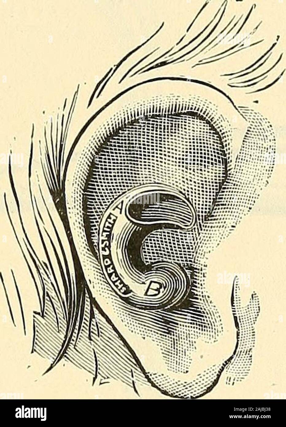 Katalog der Sharp & Smith: Importeure, Hersteller, Großhändler und Einzelhändler in chirurgischen Instrumenten, Mißbildung, Apparate, künstliche Gliedmaßen, künstliche Augen, elastische Strümpfe, Traversen, Krücken, Unterstützer, galvanische und faradischer Batterien, etc., Apparate, Chirurgen jeder Beschreibung. SHARP & SMITH, Chicago. 411 OHR Trompeten und Tuben. Abb. 2102 Gelenkwelle normales Ohr Trompete, Brüniertem, kleine^2 00 2102 ein Medium 2 50 2102 B große 3 00 2103 doppelt gebogen Klein 2 00 2103 ein Medium. 2 50 2103 B große..... 3 00 2104 Glockenform 6 00. Stockfoto