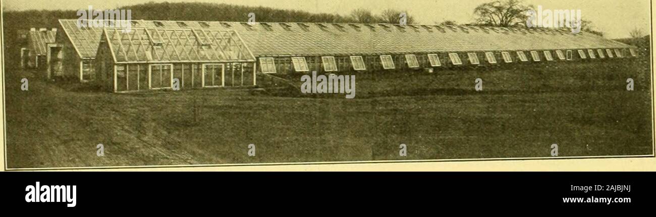 Austausch der Floristen': eine wöchentliche Medium der Interchange für Floristen, Baumschulen, seedsmen und der Handel im Allgemeinen. alua-Lektion ble war am Philadelphia showwhere im speziellen Klassen gesehen jeder Preisträger wasa neue Sorte oder nicht über zwei> Ohren Alt. und therewere viele der älteren Sorten konkurrieren. Die obviouslesson ist, dass nhile Fortschritte kann langsam sein, neverthe - weniger ist es voran, die ganze Zeit, und das Ende ist nicht. vet. C. W. Bezirk sagt dauert es fast Tausend yearsto viel auf die Größe einer Nelke hinzufügen. Fortschritte inder Chrysantheme ist sehr viel schneller. Stockfoto