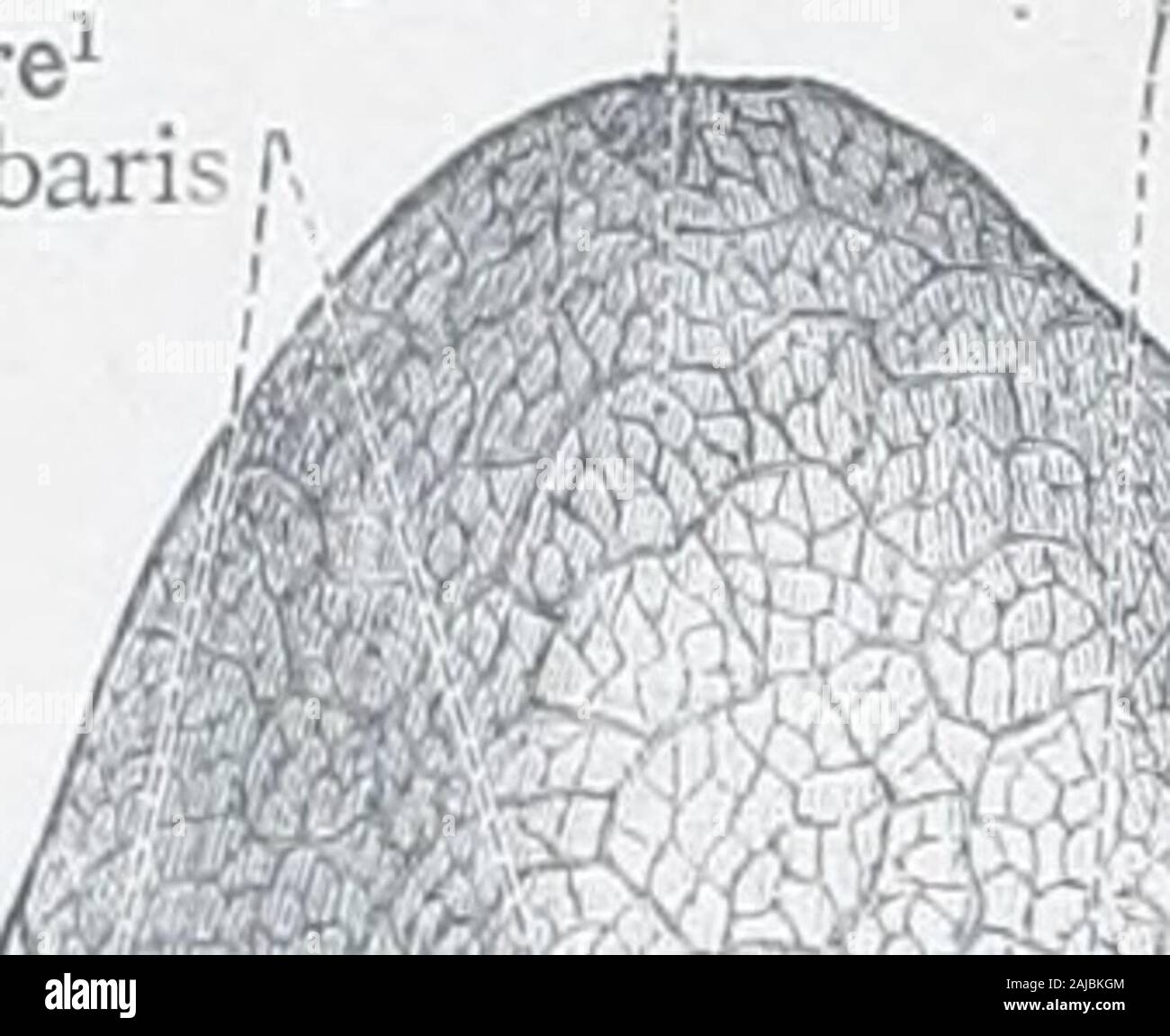 Ein Atlas der menschlichen Anatomie für Studenten und Ärzte. bronchusbionchub finsteren Inneren oder mediastinale Oberfläche der Lunge lacies mediastinalis pulmonis, Ventralen bronchiale branchesof der oberen Lappens Kami bronchiales ventraleslobi superioris Dorsalen bronchialen Äste Rami dorsales bronchiales Ventralen bronchialen Äste der unteren Lungenlappen Rami ventrales bronchiales Lobi inferioris Abb. 783.- die Luftröhre, die Gabelung in der Rechten und Linken bronchiale Trunks (Bronchien), und die größeren Unterteilungen dieser (Rami Bronchiales). Relationsof der bronchialen Äste zu den Nasen der Lunge und der D Stockfoto