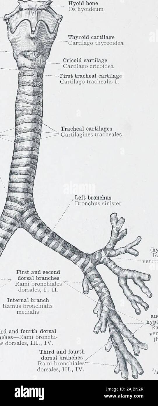 Ein Atlas der menschlichen Anatomie für Studenten und Ärzte. ^y^^^ Erste ventralen b ^J^^* C&gt; Ich. (Hyparterial) Zweig^^^^^^^^ Jji Ramus ventralis bronchialis I. (hyparterialis) Erste und zweite Dorsalen Zweige Rami bronchialesdorsales, I., II. Internen Verzweigung bronchialis Ramus medialis Dritten und Vierten dorsalbranches - Rami Bronchien - Ales dorsales, III., IV. Die zweite, dritte und vierte ventralen hyparterial) Zweige Kami bronchiales Entrales, II.-IV. (Hyparteriales) Dritten und fourthdorsal Niederlassungen/Rami bronchialesdorsales, III., IV. Abb. 782.- die Luftröhre, die Gabelung in der Rechten und Linken bronchiale Trun Stockfoto