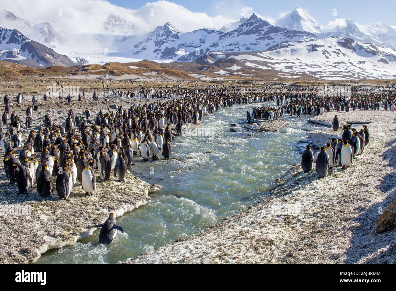 Königspinguine in St Andrews Bay, Art Pinguin Kolonie, Südgeorgien, Antarktis Stockfoto