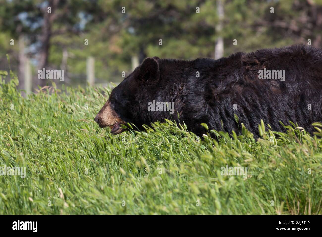 Ein großer schwarzer Bär Spaziergänge durch hohe Frühling Gras während keuchend an einem heißen sonnigen Tag. Stockfoto