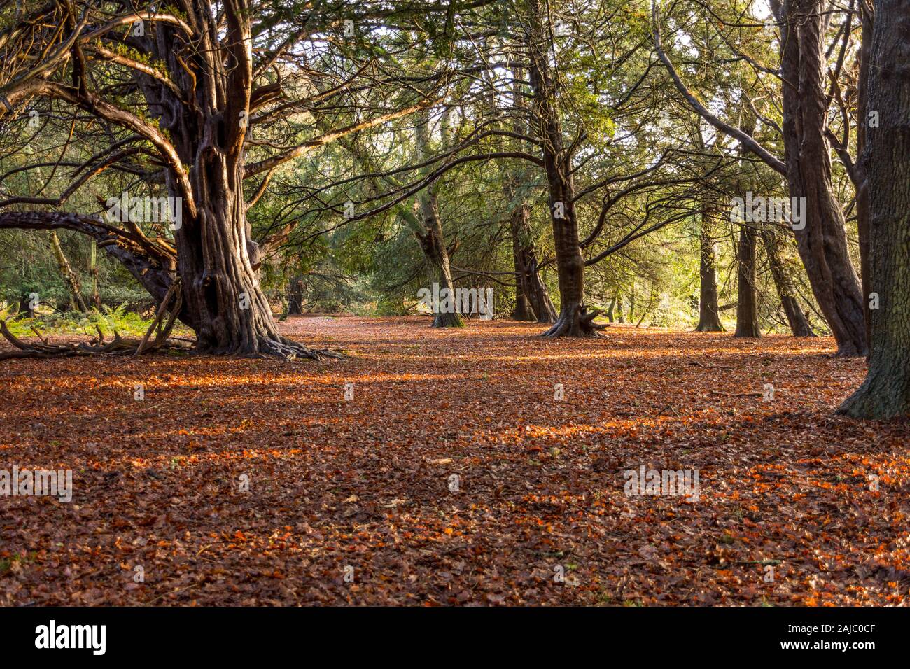 Schöne ländliche Landschaft in Newlands Ecke, England, UK. Stockfoto