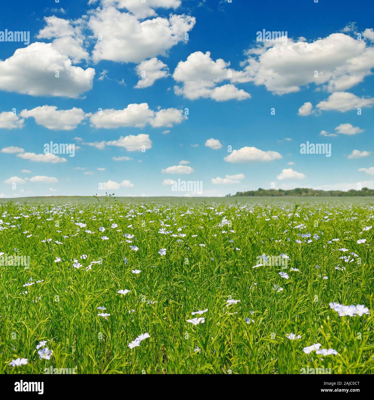 Feld mit blühenden Flachs und blauer Himmel Stockfoto