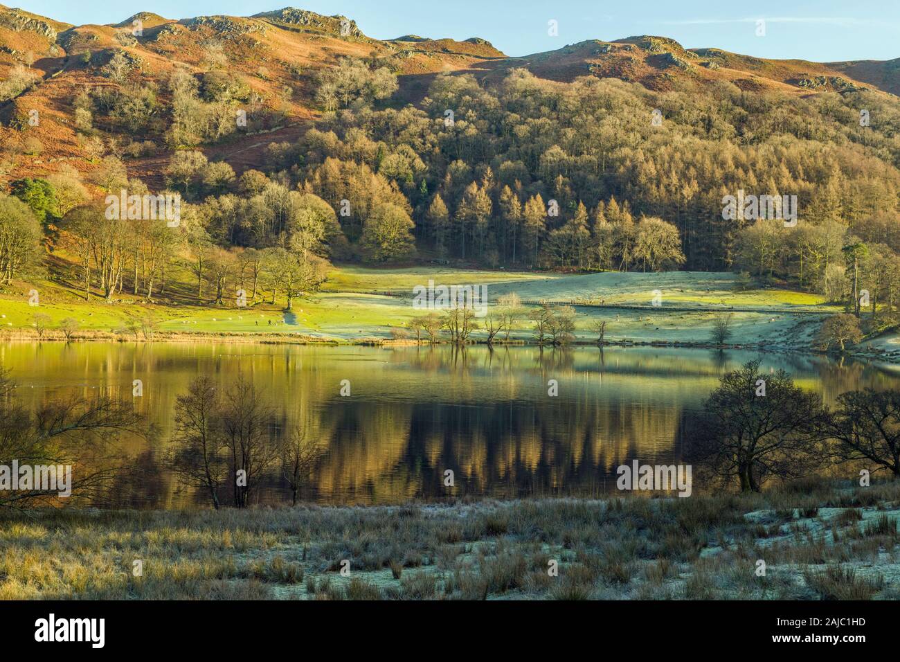 Loughrigg Fiel und Loughrigg Tarn Lake District Cumbria. Schöne Rückblicke auf die Bäume in den ruhigen gewässern des tarn. Stockfoto