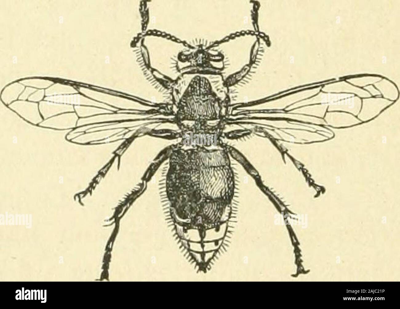 Eineinhalb Stunden mit Insekten. Und nach toWaterhouse, die Arbeit ist sehr schön und wahr. Eine andere Art, sajs Frederic Smith, der BritishMuseum, macht sein Nest von sandiger Lehm, den äußeren beingso hart, dass ein sah in der Eröffnung einer seiner Seiten wasblunted verwendet. Unter den sozialen Wespen Es gibt zwei Serien, und es isdifficult zu sagen, welche höher ist; in der Tat, das Hymenopteraas eine Gruppe kann im Vergleich zu einem Baum, den obersten Ästen, niemand mehr überragende als die Anderen, die thesocial Arten. Die Ameisen sind vollständig als intelligent, ihre sociallife als vollständig, wenn nicht mehr, Co Stockfoto