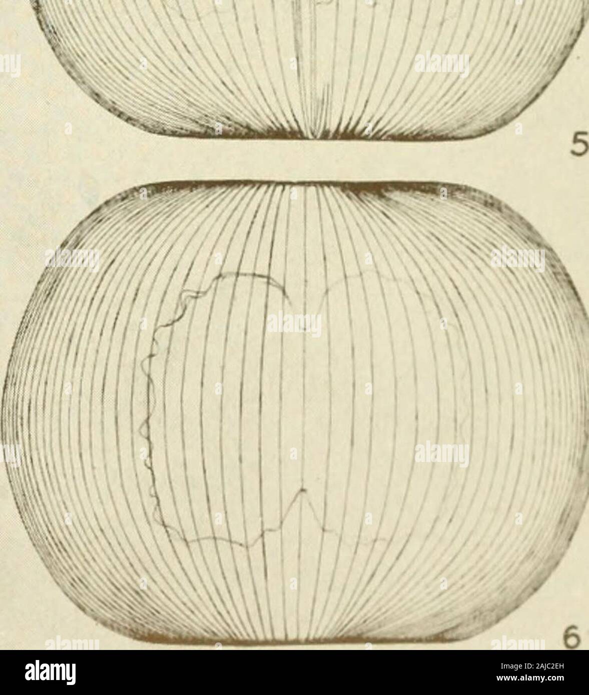 Smithsonian sonstige Sammlungen. Ftrw WWFV?** 11. THALASSIOPHYSA RHIPIDIS Abb. i-6. Verschiedene Außenansichten von Tin-teilenden Zelle, mit chromatophore Körper innerhalb von dimlyoutlined. Abbn. 7-8, ventralen Aspekte einer engeren Diatomeen des sam&lt; Arten. Vergrößerung: Alle Zahlen rund 240 Durchmesser. SMITHSONIAN MISCELLANEOUS COLLECTIONS VOL. 122, Nr. 14, PL. 4. Stockfoto