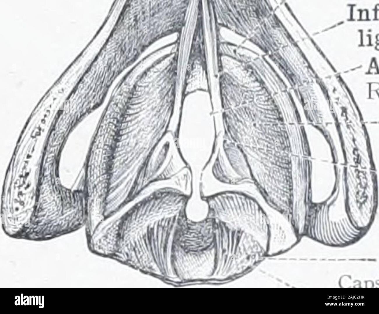 ein-atlas-der-menschlichen-anatomie-f-r-studenten-und-rzte-vocal