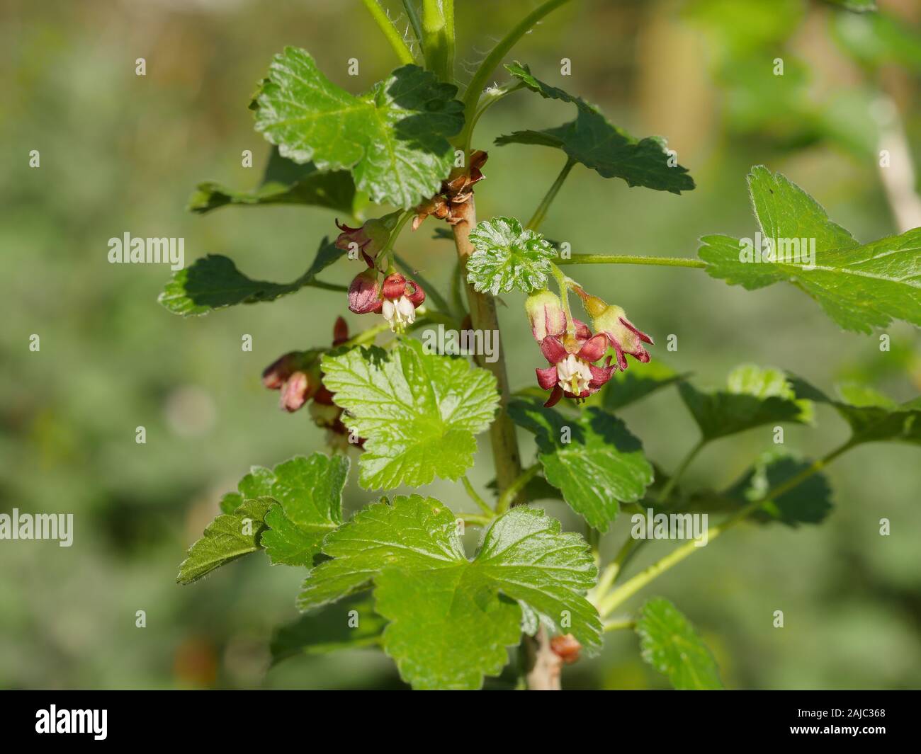 Ribes uva-Crispa, Stachelbeere Blumen auf einem Ast mit Blätter Stockfoto