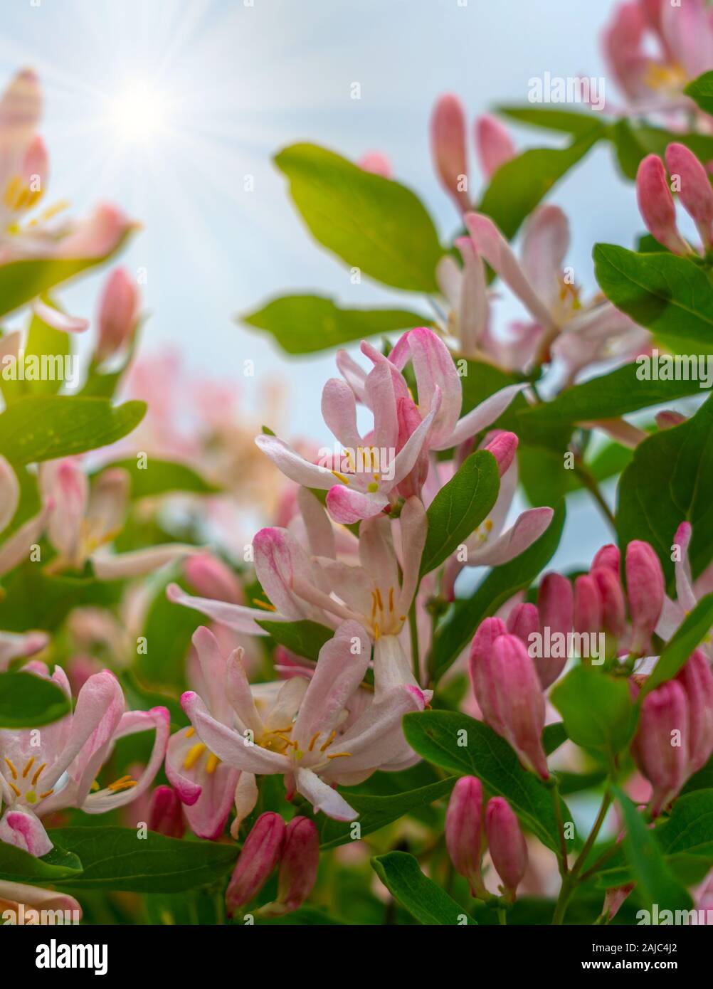 Feder, weiche rosa Blten an einem blhenden Strauch Lonicera xylosteum auf  einer unscharfen schnen Hintergrund Stockfotografie - Alamy