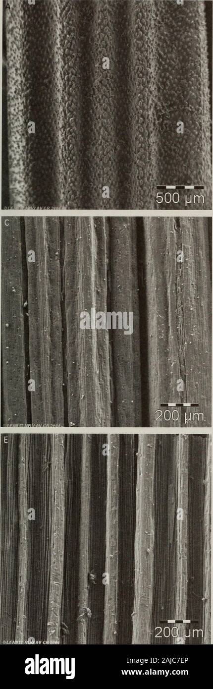 Beiträge aus der United States National Herbarium. Sincholagua, E. Asplund 8648 (S). NAME 56b ausgeschlossen. Festuca vaginalis Subsp cayambae Stancik, Folia Geobot. Phytotax. 39 (1):107. 2004. Typ: Ecuador. Pichincha, entlang der Straße toVolcan Cayambe, in der Nähe der Eingang zum Nationalpark, 78°04 W 00°03 S, 3550 m, 1 Mar 1988, S. 70488 Renvoize Laegaard & S.A. (holotypus: AAU!; Isotypen: QCA!, QCNE!, K!). Culms 20-30 cm hohe, nicht robust. Leaf Blades 0,4-0,5(-0,6) mm breit. Rispen in hellem Grün. Blattspreite Anatomie.-Querschnitte mit 7 Leitbündel. Festuca vivipara sublimis forma St. Yves, Can-dollea 3: 255. Stockfoto