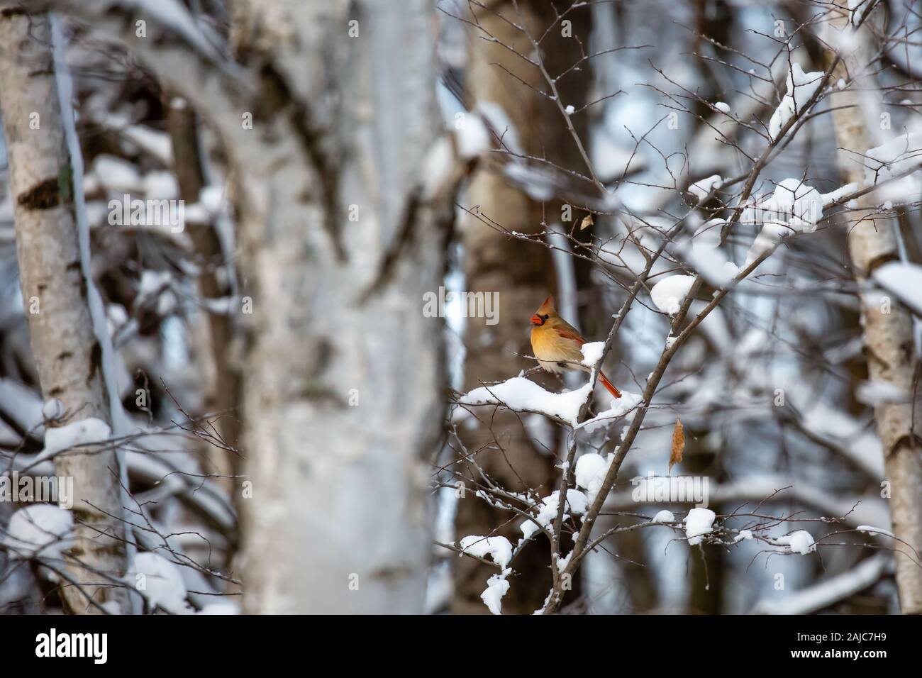 Weibliche Kardinal (Cardinalis cardinalis) in einem verschneiten Wald mit wild Samen auf seinen Schnabel Stockfoto