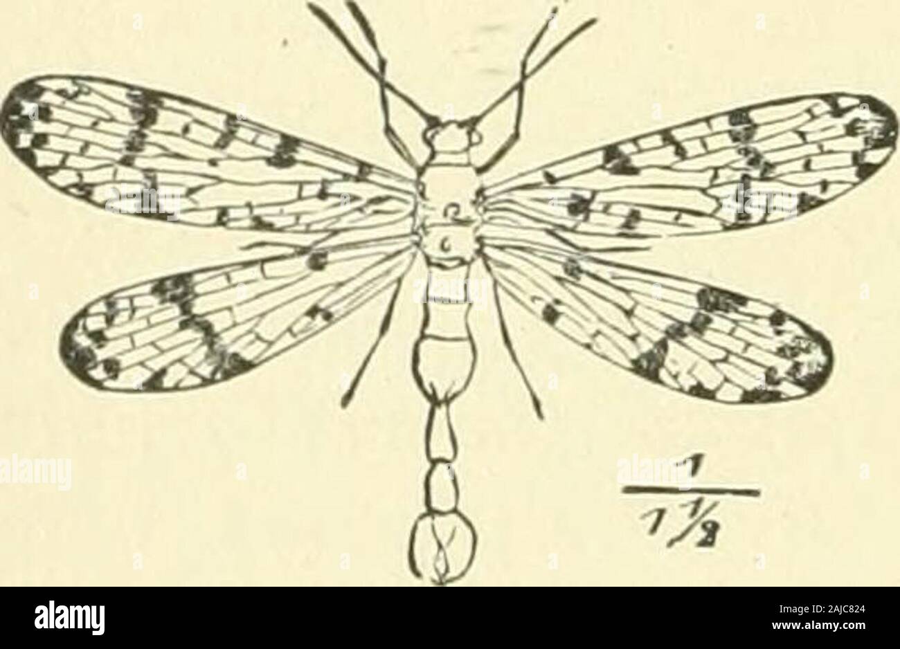 Eineinhalb Stunden mit Insekten. Mantispa. 286 DIE HÄLFTE mit llOUKS ENSECTS. [Packard . Für jede andere irre, und die Flügellosen Atropos, oder deathtick, erinnert uns an die Laus. Die Ameisen unter theNeuroptera ihre berühmte Analoga, die Termiten orwhite Ameisen. Wie die wahre Ameisen sie in großen Kolonien leben und Flügellosen Arbeiter von zwei Sorten. Nun sind diese andcertain Besonderheiten in Struktur, die die Weißen antsat den Kopf der Neuroptera, sind nur diejenigen, die makethem so viel wie die wahre Ameisen, die zu den mosthighly entwickelten Insekten sind, Ranking in der Nähe der Honigbiene. Von den Fakten h Stockfoto