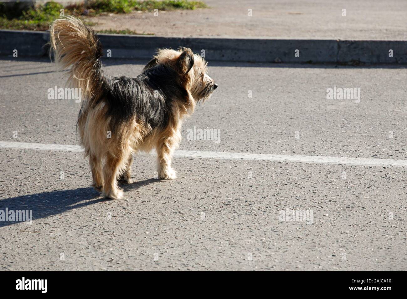 Kleiner Hund kreuze Asphaltstraße in Nicht ausgewiesene Fläche Stockfoto