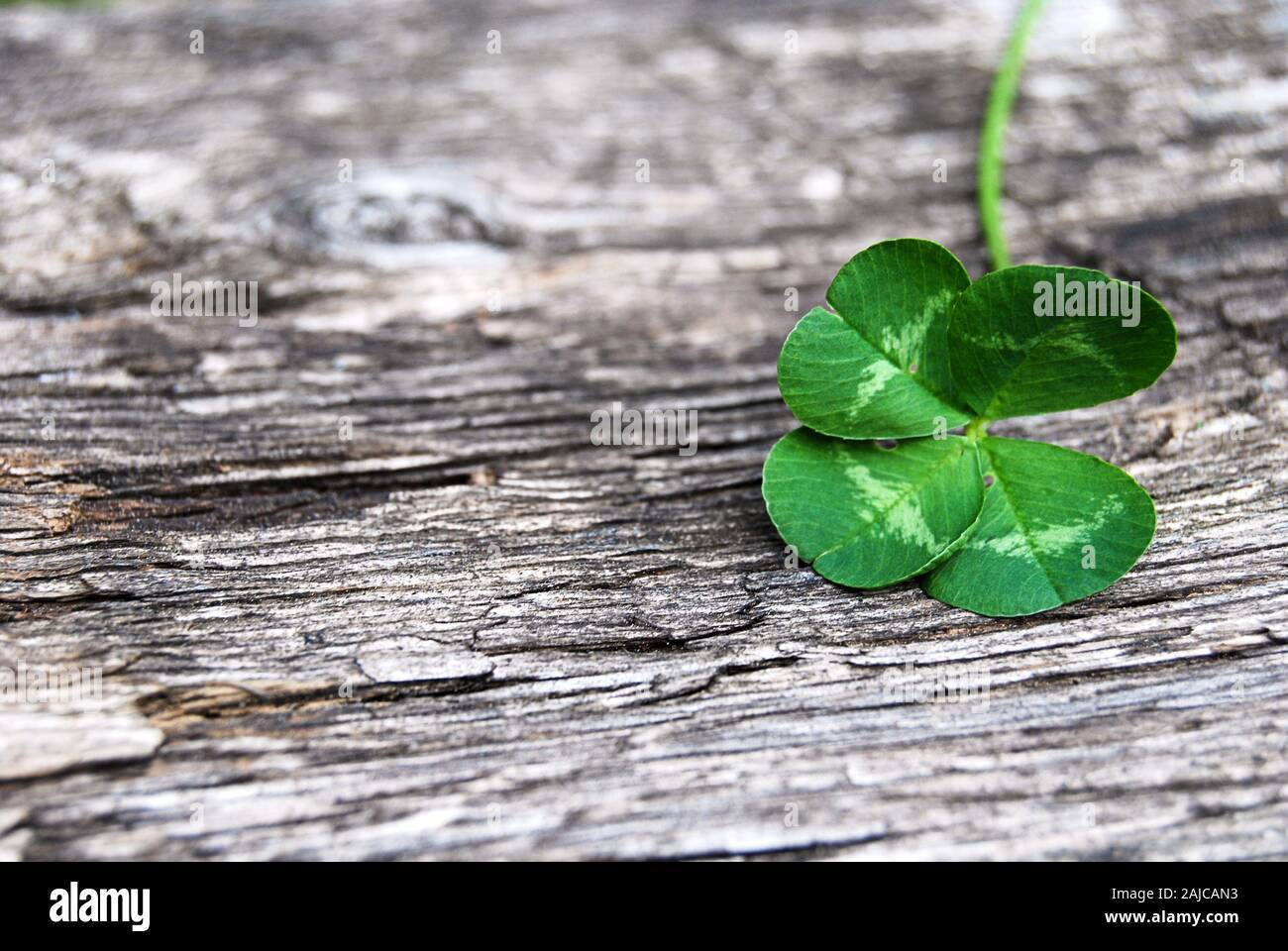 Echte grüne Four Leaf Clover auf grau Holz Stockfoto