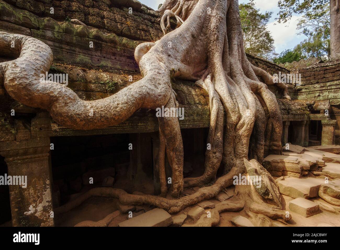 Baum über den Ruinen des alten Ta Prohm Tempel in Angkor, Siem Reap, Kambodscha wächst. Stockfoto
