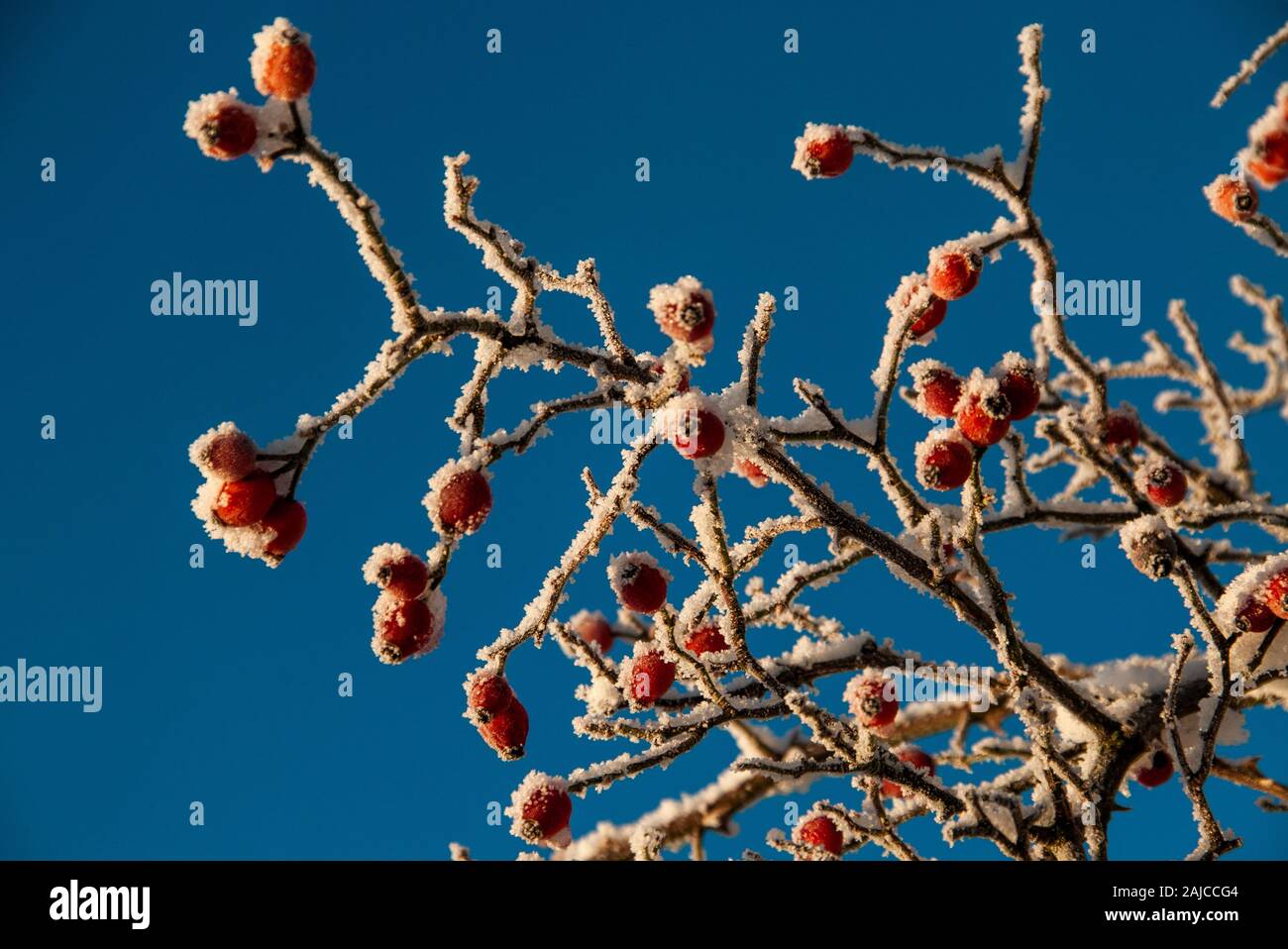 Sub rosa -Fotos und -Bildmaterial in hoher Auflösung – Alamy
