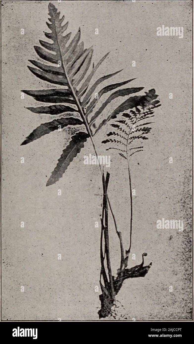 Elementare Botanik. Abb. 316. Sensible fern; normaler Zustand des vegetativen Blätter und sporophylls. außenohren, recht groß. Die fruchtbaren Blätter sind auch in der Abbildung gezeigt, und Zuerst würde man sie nicht für Blätter. Aber wenn wir sorgfältig untersuchen, sehen wir, dass die Allgemeine planof das Blatt ist das gleiche: Die zwei Reihen von außenohren Die heremuch kürzer sind als im sterilen Blätter und die pinnules oder kleinere DIMORPHISMUS von FARNEN. * 7 $ Divisionen der außenohren sind inrolled in kleine kugelförmige masseswhich liegen auf der Seite der Außenohren. Wenn wir Abrollen einer Dieser pinnules finden wir. Stockfoto