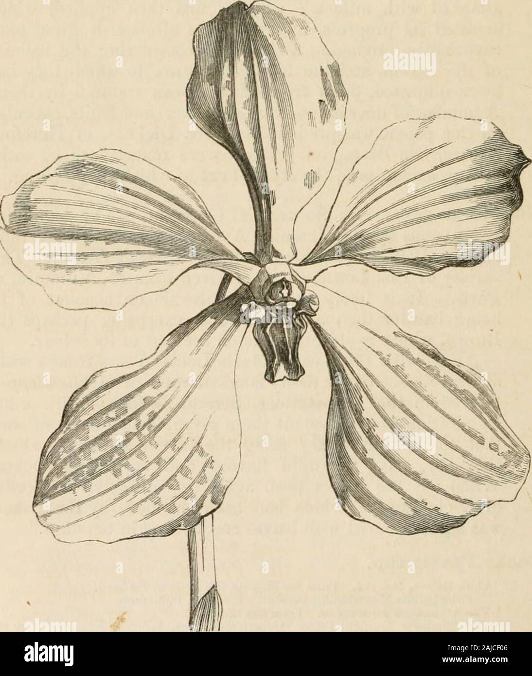 Das Journal der Gartenbaugesellschaft von London. zehn Tage. Bücher vorgestellt. Flora Batava, Nr. 164. Von liis Majestät der König von Holland. Die Gärtner-Magazin für Oktober. Von den Publishern. Das Athenaeum für Oktober. Aus dem Editor. Die Zeitschrift des Geolofjical Gesellschaft, Bd. VI, Nr. 24. Von tlieSociety. viii Verfahren. Dezember 3, 1850. (Regent Street.) Wahlen.li. R. in Sandbach, Esq., Plafodunos, Denbigh; J. Smith, Esq., Hanwell, Middlesex; F. Barchard, Esq., Horstead, Sussex; und Herr Davis, Granchester Baumschulen, Cambridge. Auszeichnungen. Große silberne Medaille: Fa. Veitch Stockfoto