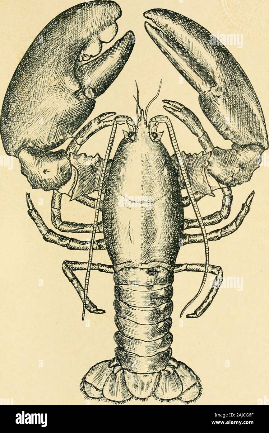 Jahresbericht der Kommissare der Binnenfischerei der Generalversammlung unterbreitet. Platte XXXIIT, Junge männliche Hummer Drav^ vT von Leben FiY Philip B xIadi. ey, DER BERICHT DER KOMMISSARE DER BINNENFISCHEREI. 235 ERKLÄRUNG DER PLATTE 34. Dieses Exemplar, dessen Alter kann nicht genau estimatec sein, kann aber nicht beless als sechzehn oder achtzehn Jahre, wurde von einer fischfalle in der southernpart der Narragansett Bay, wo es in den Maschen verfangen hatte. Themassive crushing Claw war größer als die ganze Cephalo - thorax, und zeigt wellthe Entwicklung der beiden großen tuberkel, die jedoch im Fall o Stockfoto