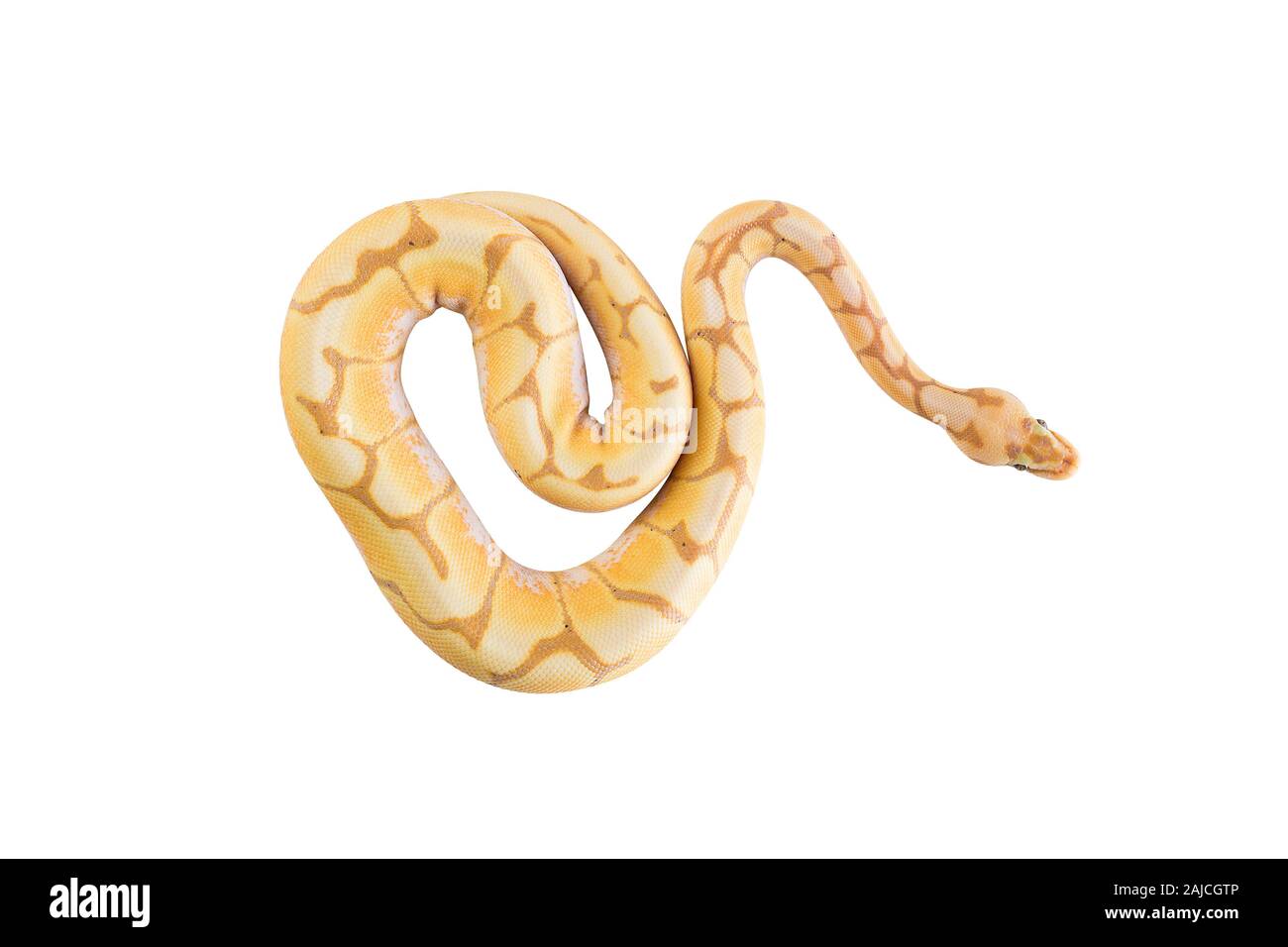 Schlange Python auf weißem Hintergrund Stockfoto