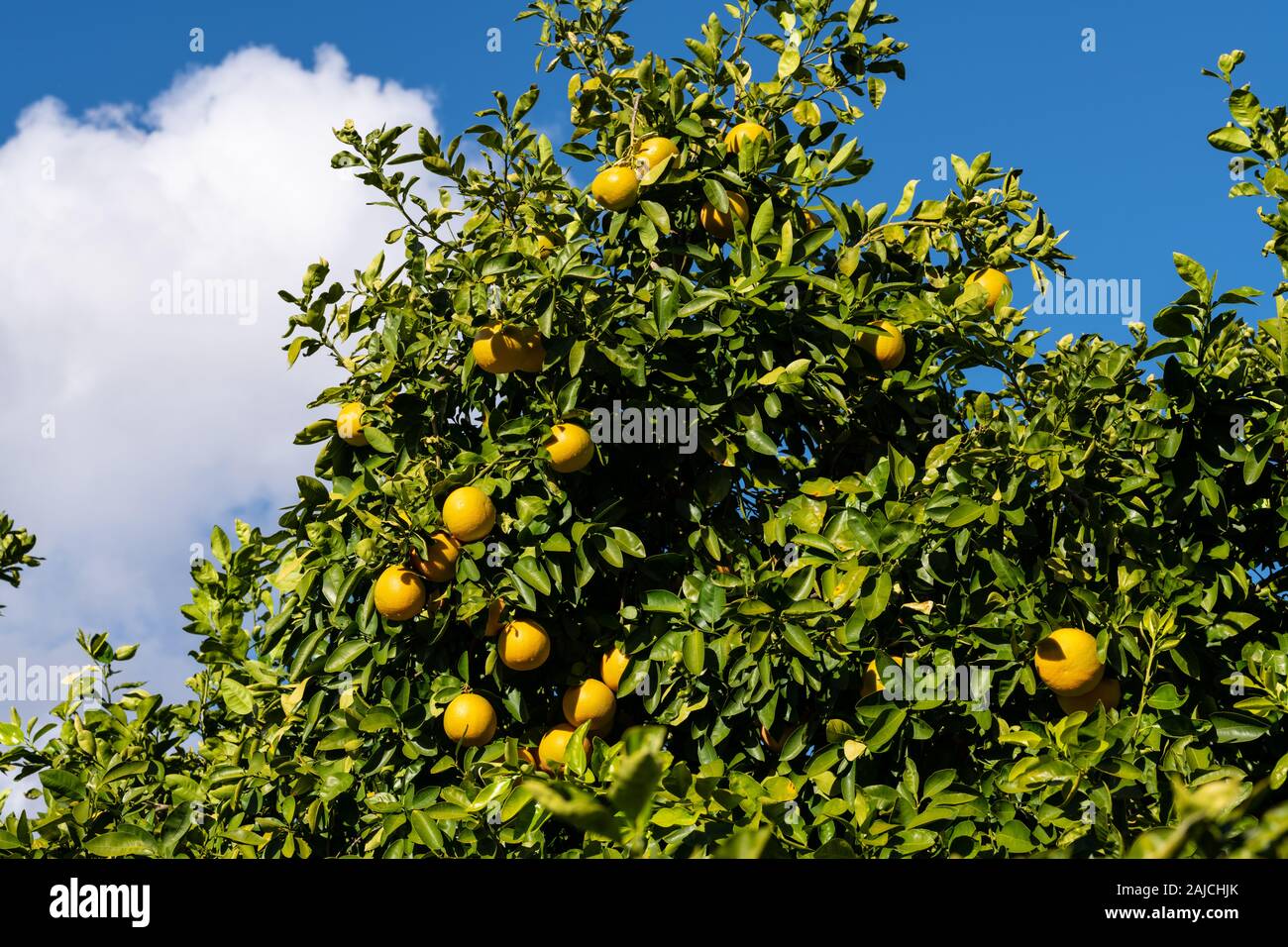 Cluster von grapefruits mit sichtbaren Regentropfen hängen von einem Baum bereit geerntet zu werden. Stockfoto