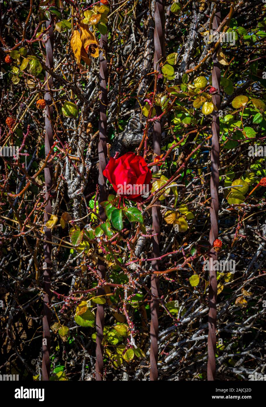 Sogar unter den Zerfall von Winter, eine sterbende rote Rose steht Schön gegen die Stängel und Blätter Stockfoto