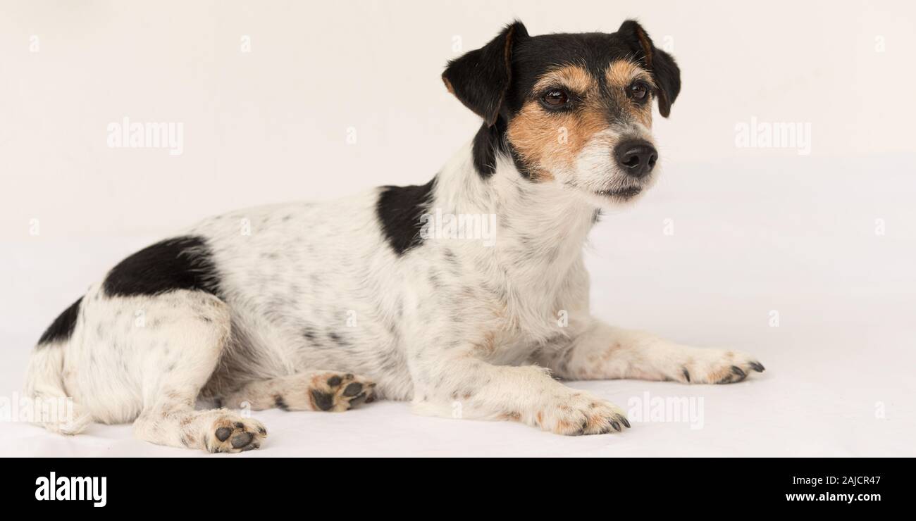 Jack Russell Terrier Paw Stockfotos und bilder Kaufen Alamy Suchergebnis auf für: Jack Russell Terrier