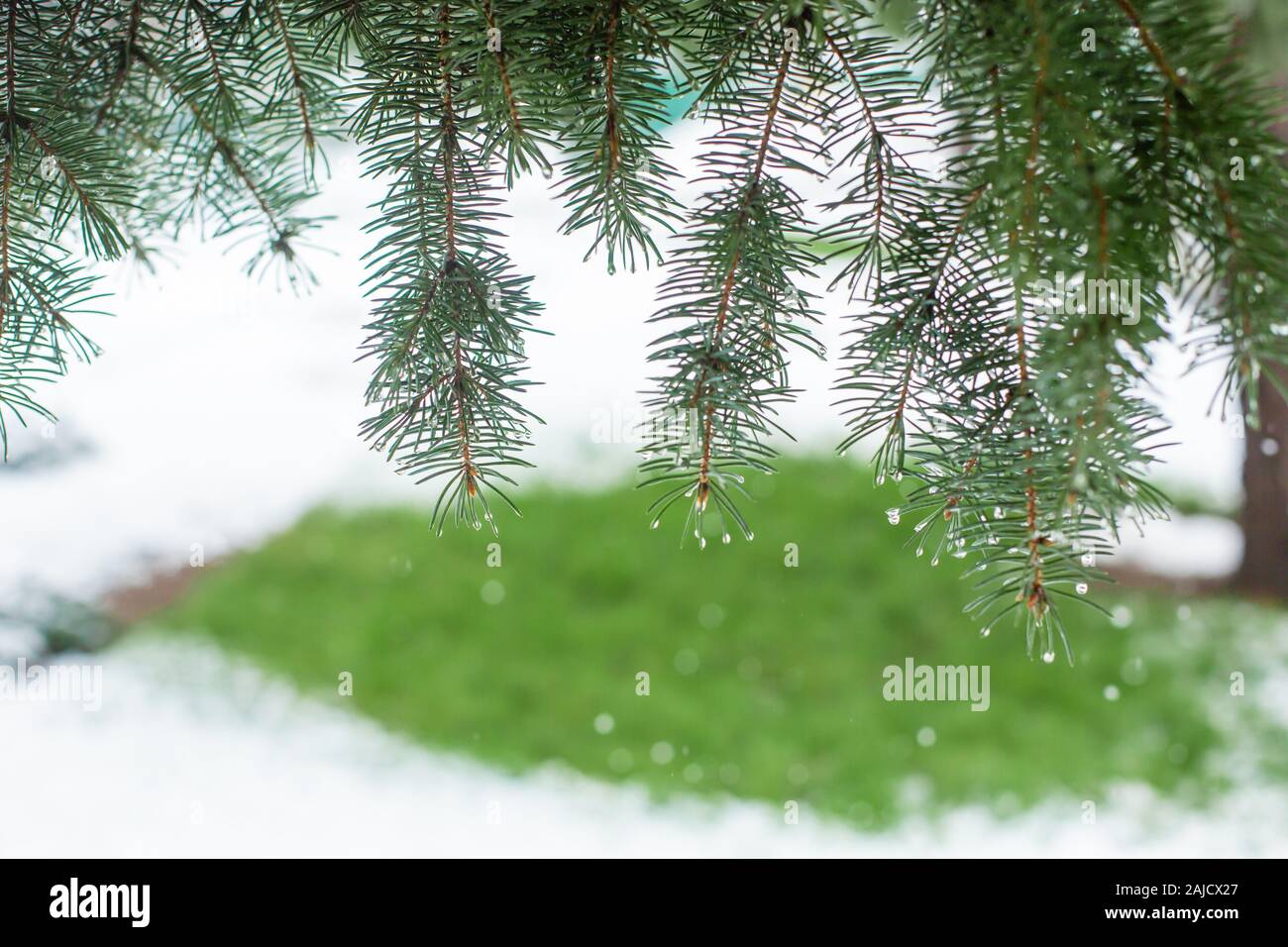 Grüne Weihnachten Bäume in Winter Park mit Schnee bedeckt. Stockfoto