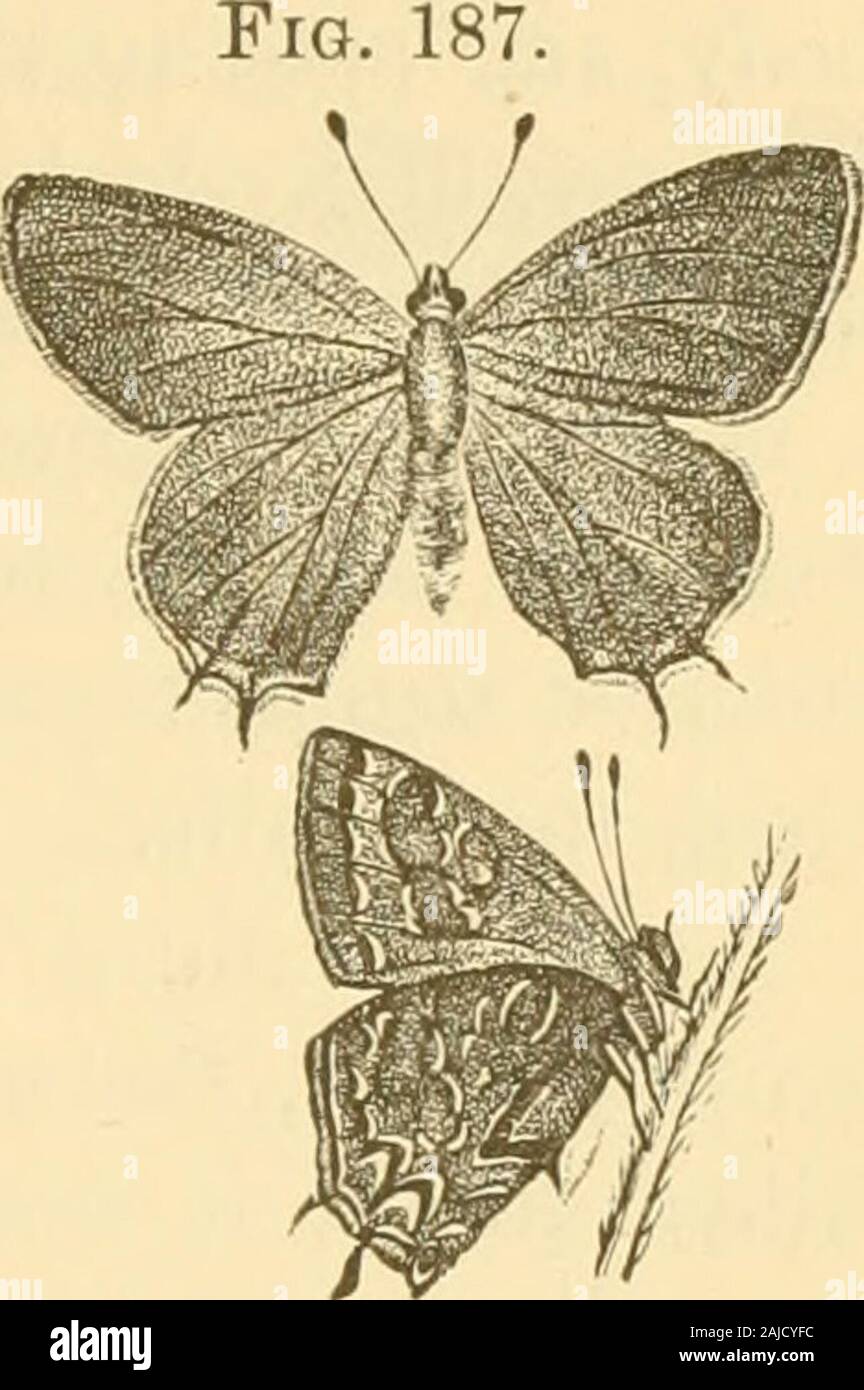 Insekten, Früchte. Aber, da seine larvahas gefunden worden, die an die Blätter der Pflaume - Baum, Es isdeserving erwähnen. Die Raupe, wenn voll gewachsen, ist zur Hälfte ein Zoll oder morein Länge, einer reichen samtig grünen Farbe, mit einem Hauch von Gelb; es ist ein Streifen von ein dunkler Schatten über den Rücken, mit einem schwachen, gebrochen, gelblich Linie entlang der Mitte. Der obere Teil der ANGRIFFE AUF DIE BLÄTTER. Kranke tlie Körper ist abgeflacht, die Seiten abrupt geneigt, und stripedwith schwach, schräg, gelblichen Linien. Wenn sie reif, bildet es einen kurzen, stumpfen, braun Chrysalis, die in zehn oder zwölf Tage producesthe Stockfoto