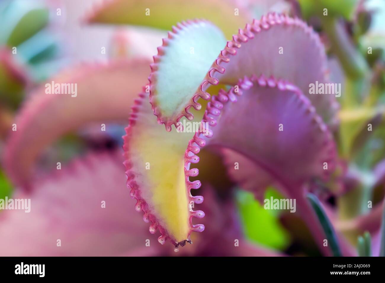 In der Nähe von zwei saftigen Blätter, mit gezackten Ränder des rosa Farbe an den Rändern und Gelb im zentralen Teil. Stockfoto