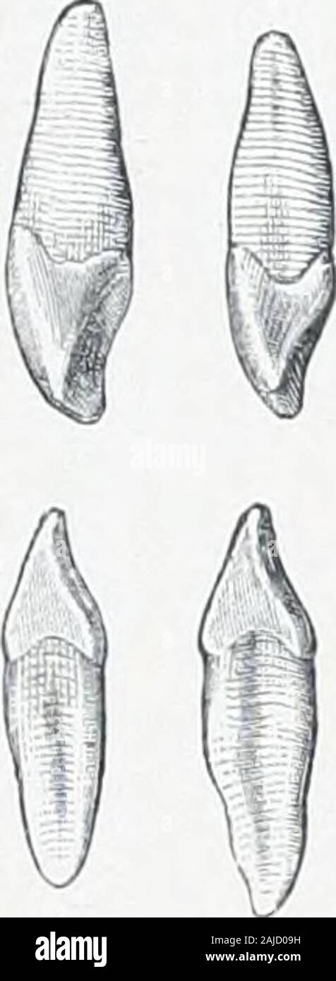 Ein Atlas der menschlichen Anatomie für Studenten und Ärzte. Zentrale