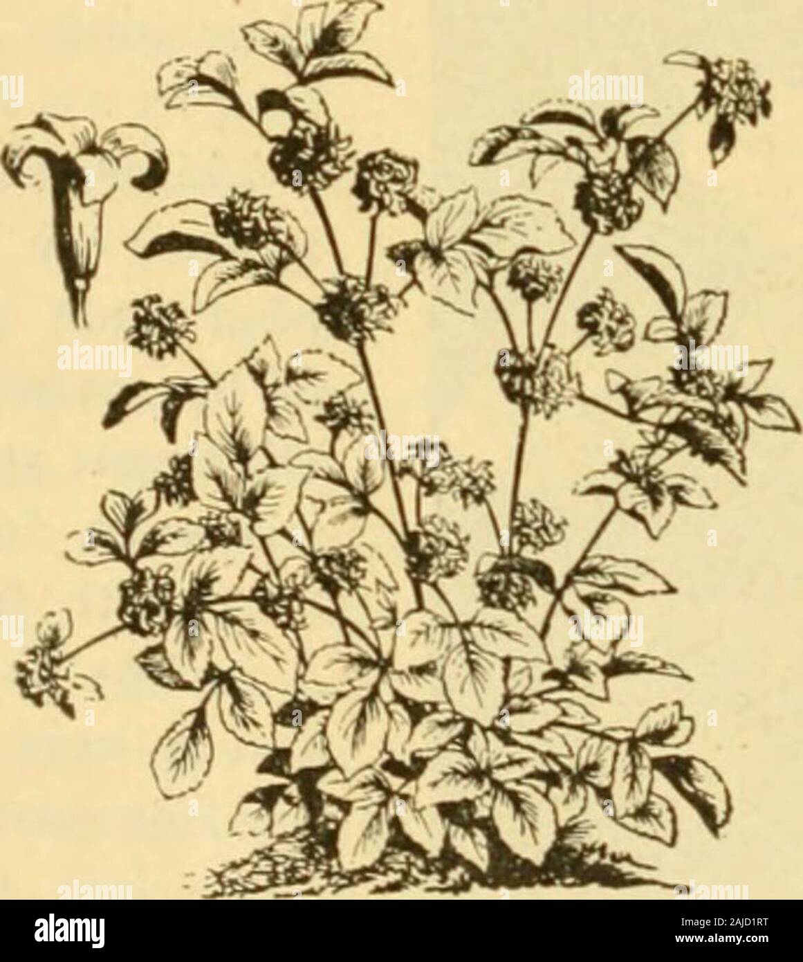 Meehans" monatlich: eine Zeitschrift der Gartenbau, Botanik und verwandte Themen. Oice kann restwith der Eigentümer. Eine andere große Arten / ist. pseudo-acorus, Blumen ein reines Gelb; Es bloomslater als der Deutsche und vor der Japanischen. 76 MKEHANS MONATLICH - allgemein Gartenarbeit. [Mai Louis Van Houtte ist ein hohes, Deutsche Sorte, und sehr hübsch, die Blütenblätter weiß, prominent breitrandig mit Adern blau. Belamcanda punctata. Black Lily, eine closerelative der Iris ist ausgezeichnet zum Einstreuen, Möblierung Bloom (in der Ortschaft Philadel - phia) von Juni bis September. Höhe 2&gt;^3 Füße, schlank. Die Stockfoto