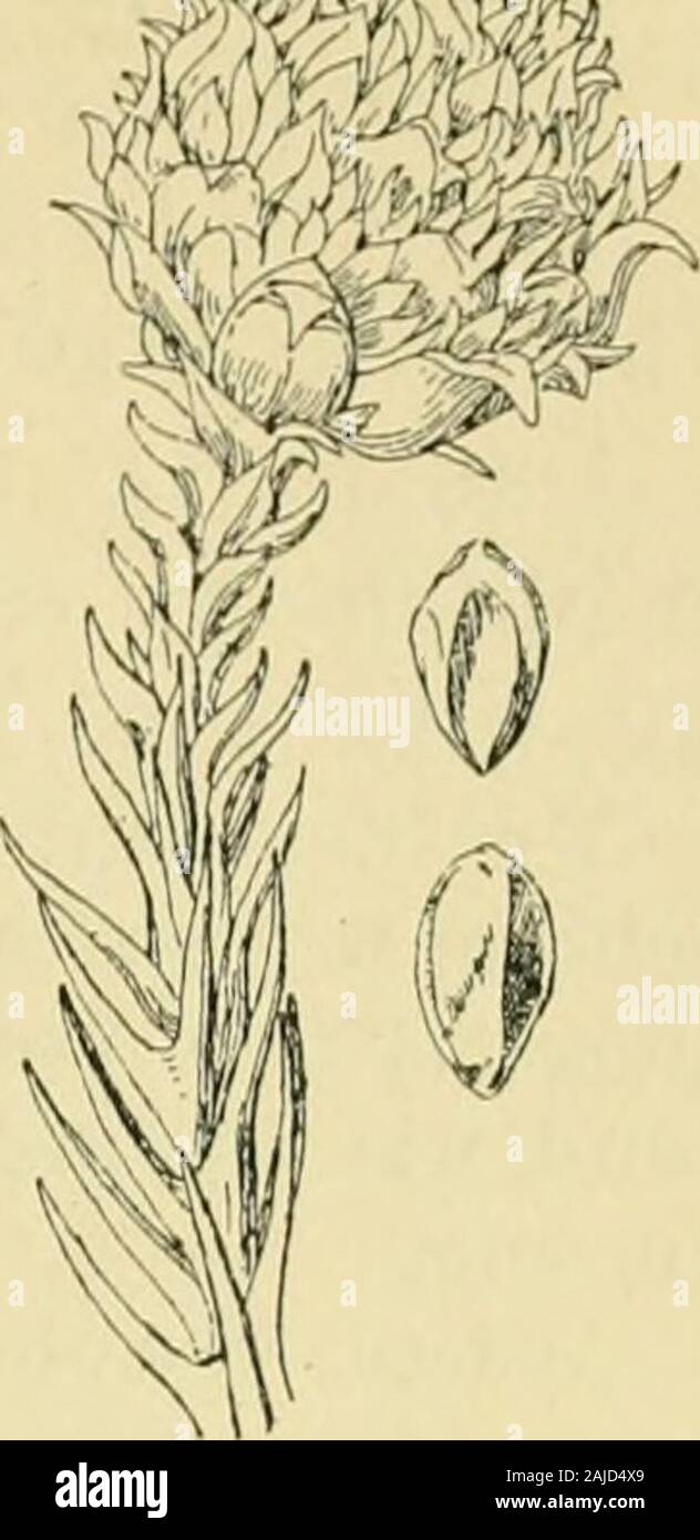 Nadelhölzer Sterben: mit besonderer Berücksichtigung der in Mitteleuropa winterharten Arten: eine Einführung in die Nadelholzkunde für Landschaftsgärtner, Gartenfreunde und Forstleute. Abb. 60. C i y ptomeria japonica Don. Zapfentragende Zweige. Rechts unten Zweige, sterben am Ende männliche Sky getragen hatten. 113 Seeklima ihr volles Gedeihen zu finden undist Your forstliche Kultur in Deutschland soziemlich aufgegeben. Aus gleichen Grün-den ist sie auch gut in Parkanlagen zutreffen. Man findet sie dagegen viel als Topf- und Kübelpflanze, da sie sich schön und regel-mässig aufbaut und versorgen eine A Stockfoto