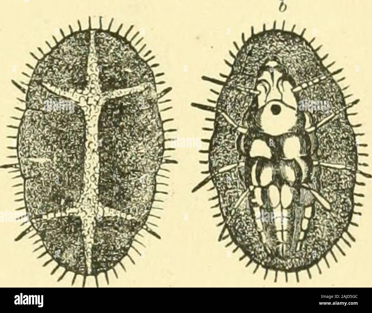Eineinhalb Stunden mit Insekten. Abb. 83. Oranse Schildlaus. Farn  Schildlaus. Auch auf die orange gefunden). Es ist Die orange Rinde Laus,  sowohl andinfests tlie Orange und Zitrone. Es ist so reichlich, dass