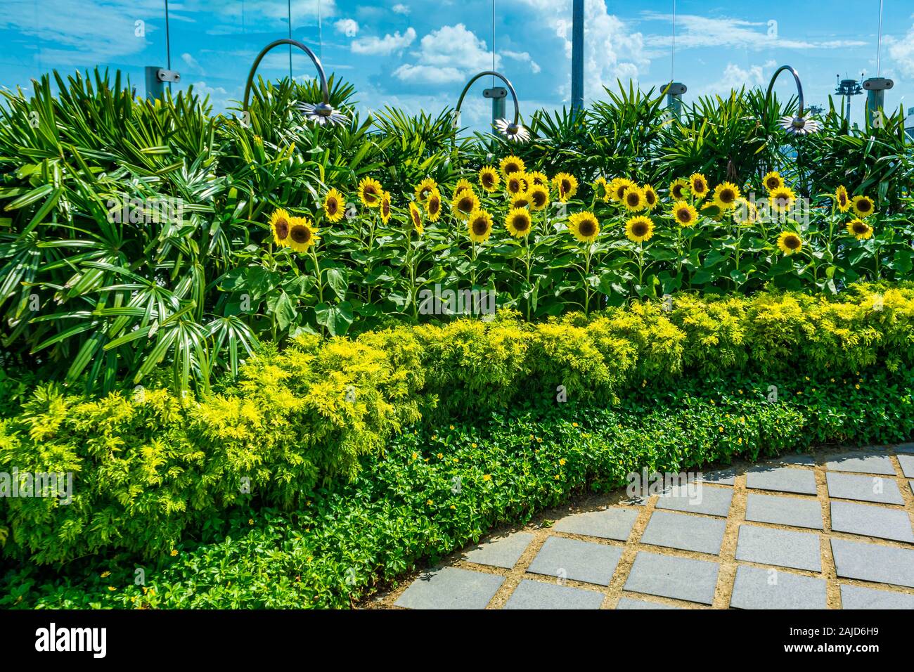Sonnenblume Garten am Changi Airport Singapur Stockfoto
