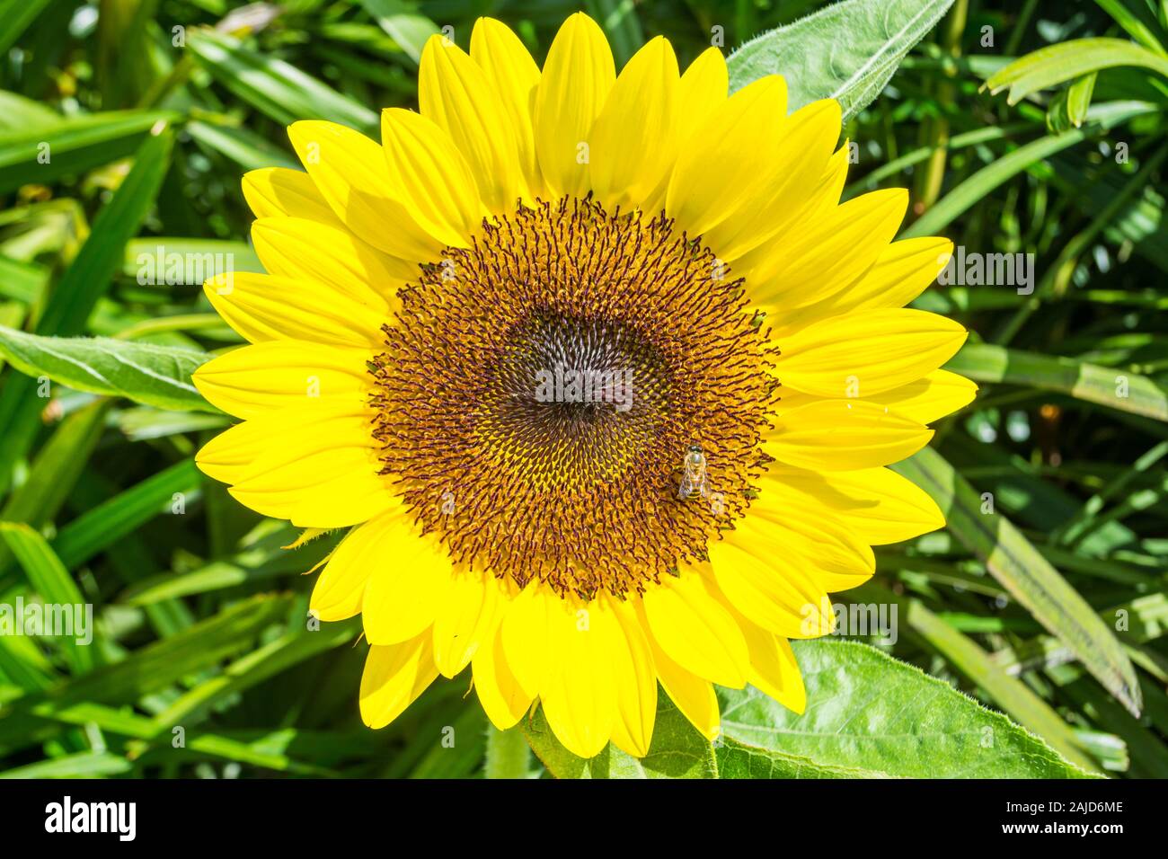 Sonnenblume Garten am Changi Airport Singapur Stockfoto