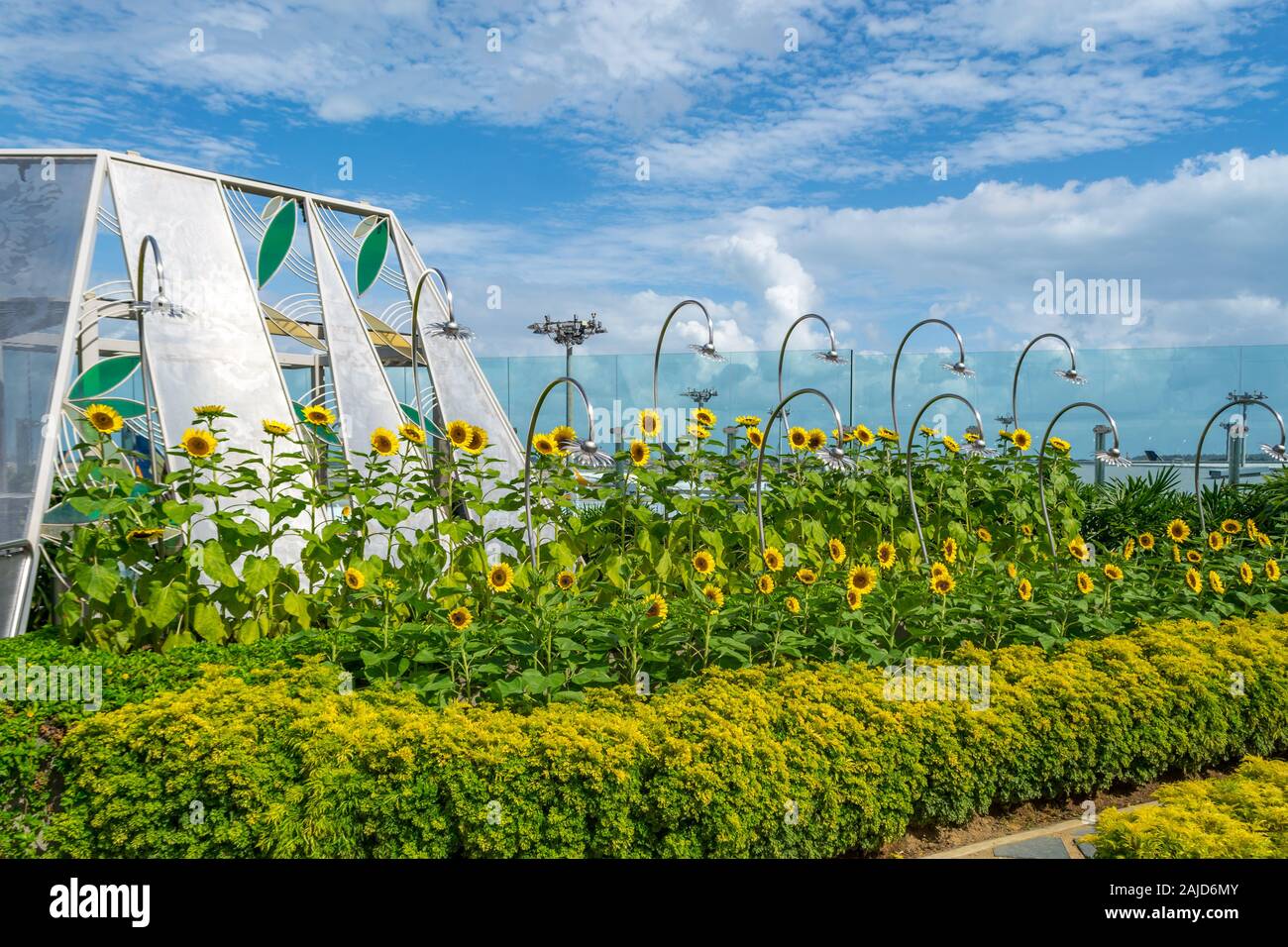 Sonnenblume Garten am Changi Airport Singapur Stockfoto