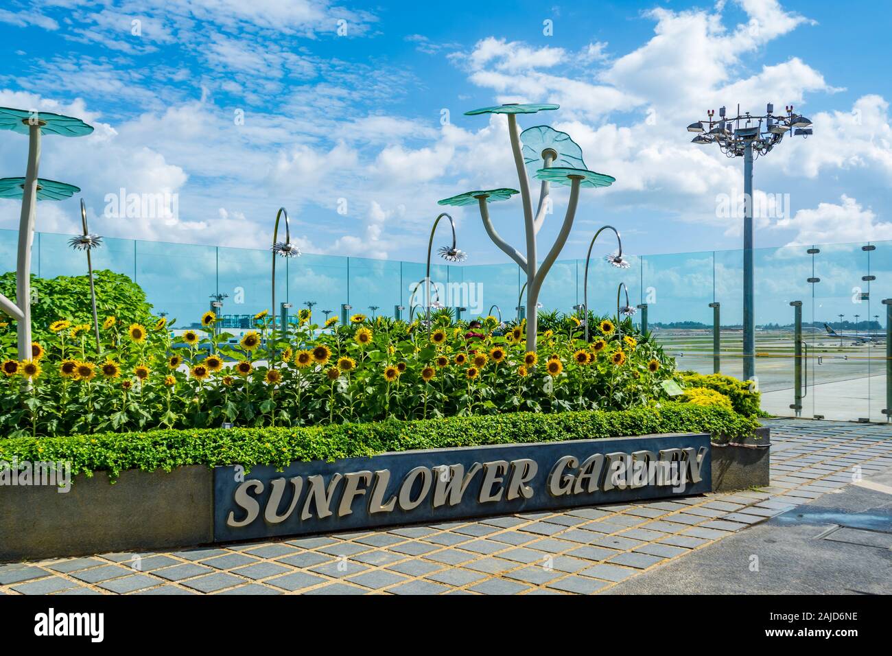 Sonnenblume Garten am Changi Airport Singapur Stockfoto