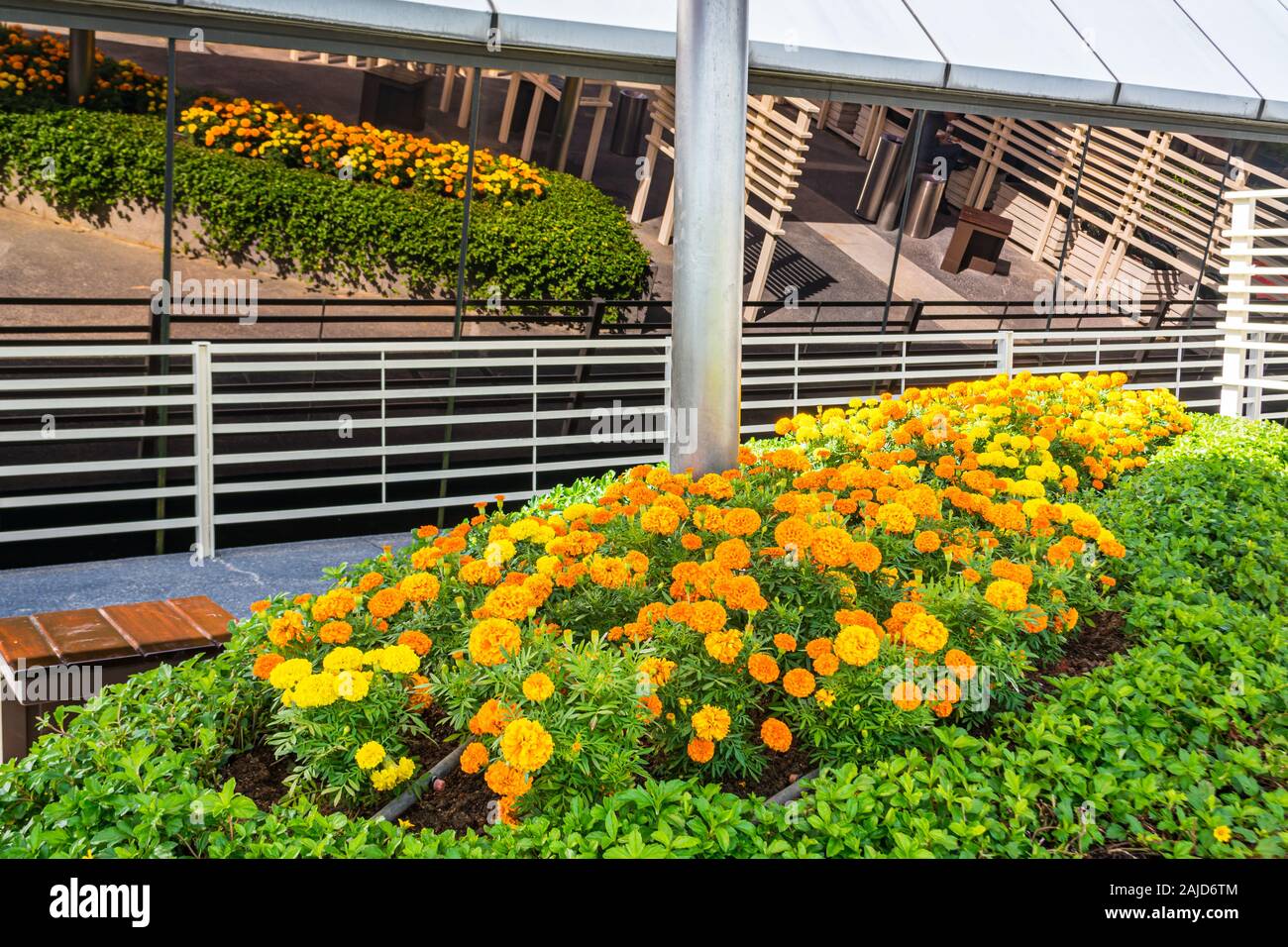 Sonnenblume Garten am Changi Airport Singapur Stockfoto