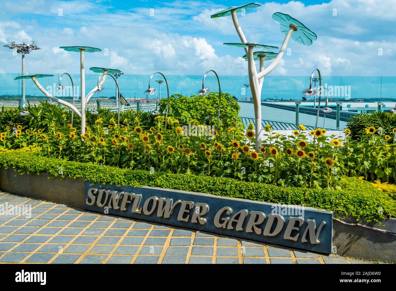 Sonnenblume Garten am Changi Airport Singapur Stockfoto