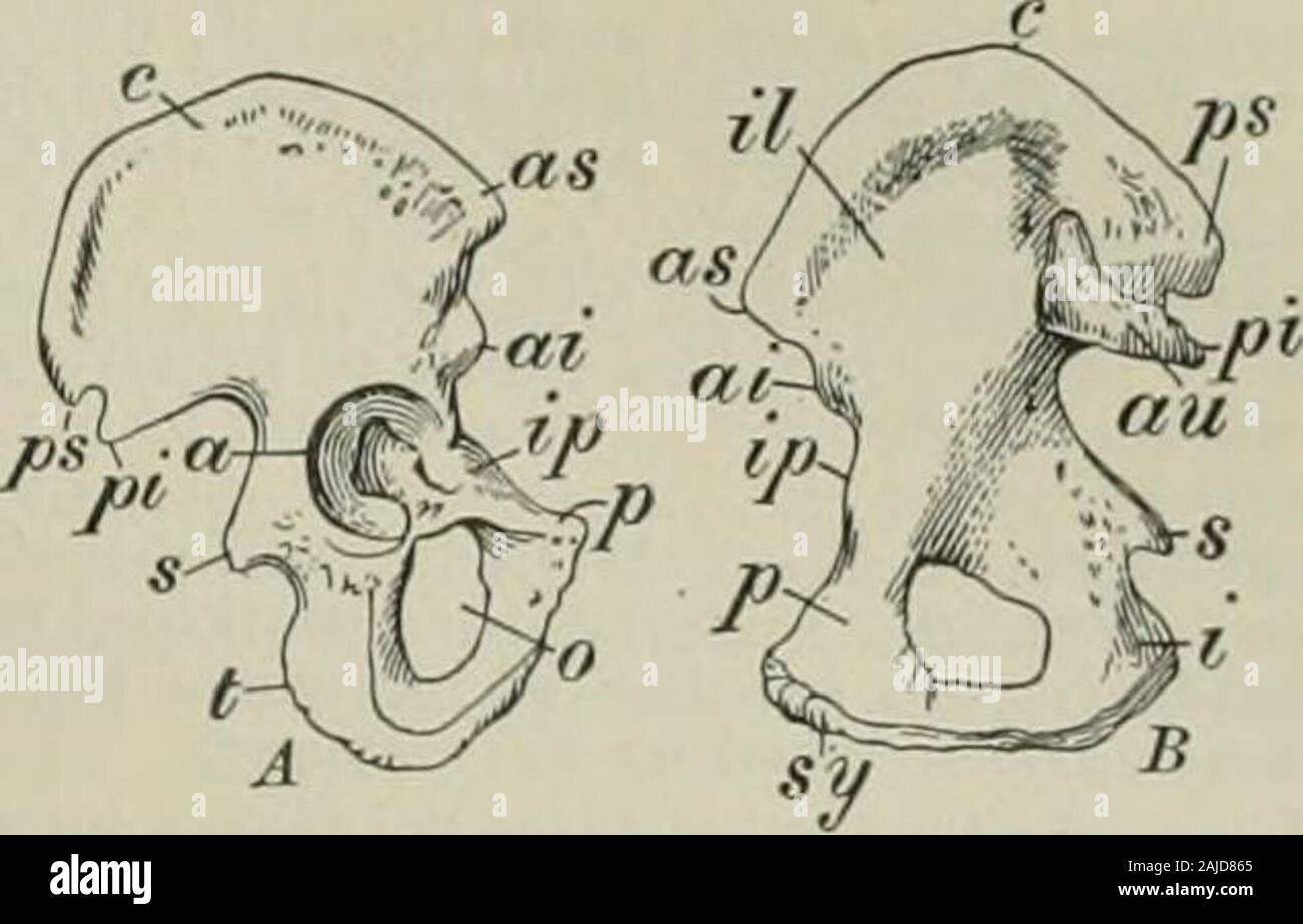 Das jahrhundert Wörterbuch und cyclopedia, eine Arbeit von Universal Referenz in allen Abteilungen des Wissens mit ein neuer Atlas der Welt. l (b). Innovation innominatum (i-Nom-i-Natum), ".; pi. innomi - Nata (ta). [NL., neut von LL. innominatus, namenlosen: siehe Innominate. Der Knochen wurde Prob. so genannte als Links, namenlosen nach dem Con-crescence der drei genannten Knochen der Whichit zusammengesetzt ist.] 1. In Anat., die innominatebone, mehr ausdrücklich genannt os innominatum, der Hüfte, der Flanke - Knochen - Knochen, hip - Knochen, oder oscoxfe. Es von drei konfluent Knochen gebildet wird, die ILIUM, Sitzbein und puliis; es bildet mit seinen Stockfoto