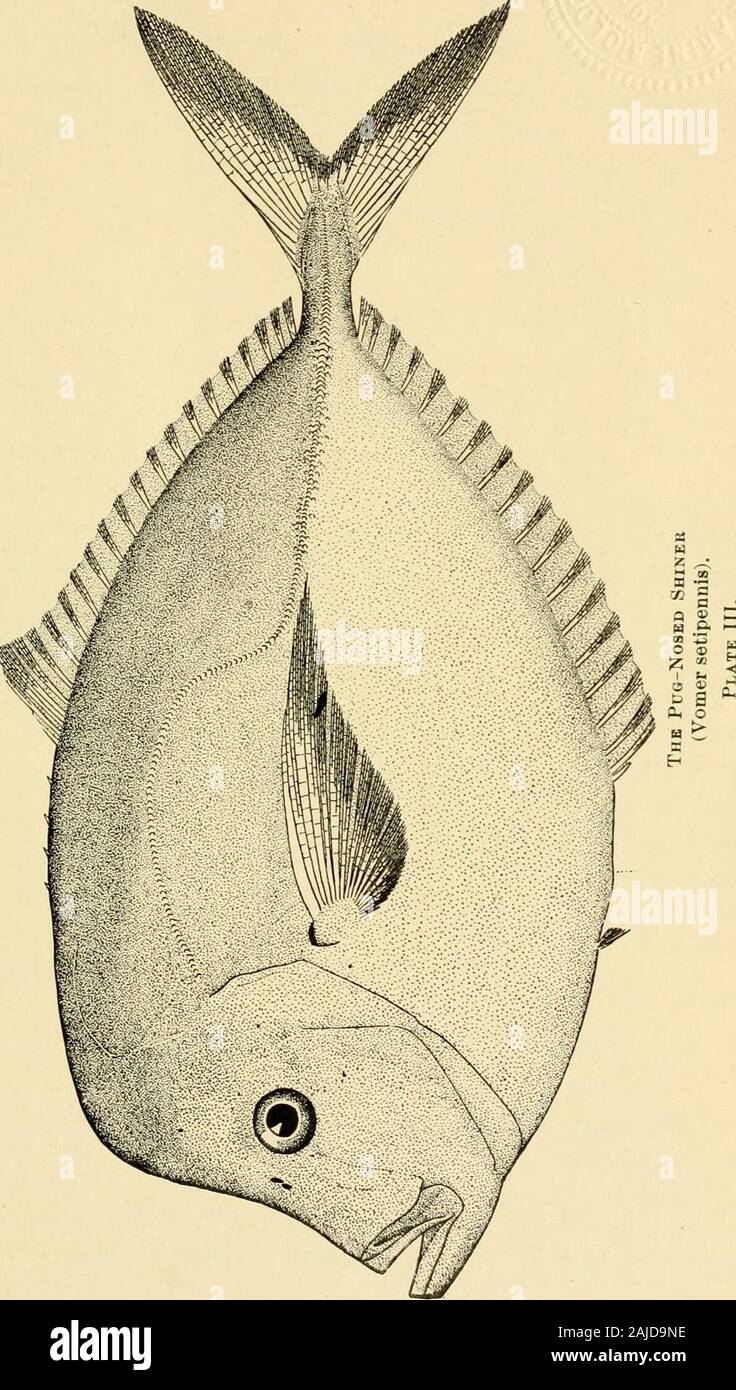 Jahresbericht der Kommissare der Binnenfischerei der Generalversammlung unterbreitet. In R.I.: Selten. In fallen gelegentlich während der Sommer Monate gedauert. 87. Decapterus punctatus (agassiz). Scad; Round Robin; Zigarre - Fisch. Geog. Dist.: Cape Cod nach Brasilien. 88. Decapterus maearellus (Cuvier und Valenciennes). Makrele Scad. Geog. Dist.: Warme Teile des Atlantik nördlich von Cape Cod. Saison im R.I.: Gelegentliche im Oktober. Prof. Jenks ist Behörde für thestatement dass niemand jemals mehr als 6 Zoll lang ist. Muster in theU. S. National Museum, Newport, die von Herrn Samuel Powell. (Bull. U S. Nat. Mus., 1. Stockfoto