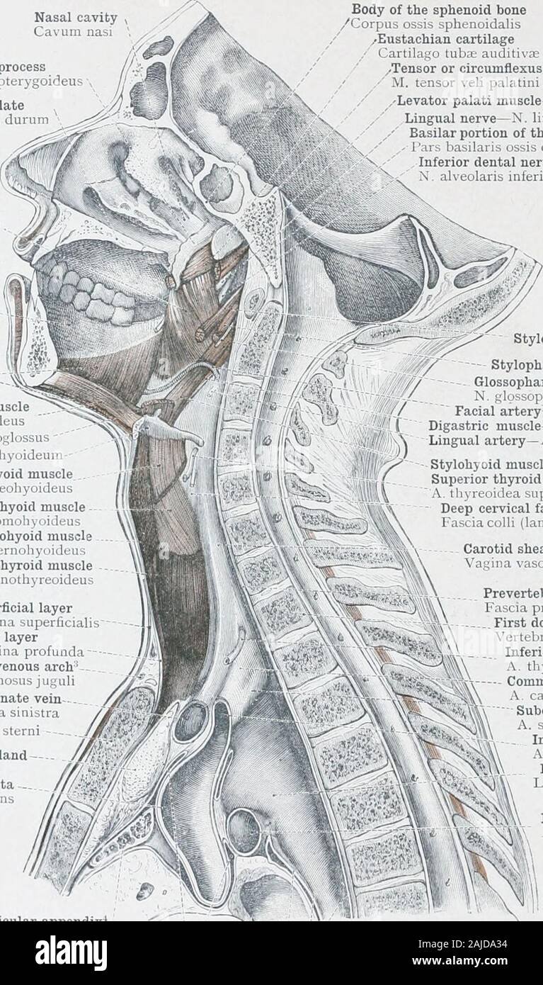 Ein Atlas der menschlichen Anatomie für Studenten und Ärzte. ior Maxillaris-.. Knochen Mandibula Mylohyoid Muskel -=^ ^-^ M. mylohyoideus Geniohyoid geniohyoideusHyoglossus Muskel Muskel M.-M. hyoglossusHyoid Knochen Os hyoideumThyrohyoid muscleM. thyreobyoideusOmohyoid muscleM. omnliynideusSternohyoid musoleM. stiTiinhyt. ideasSternothyroid muscleM. sternothyreoideus Tiefen zervikalen ICH RP ".^fi ^^y^^. , Faszien? Lamma superficialisFascia Colli feep Layer I Lamma profunda - •? V. jugularis venöse Arch.* Arcus enosus juguliLeft innominate sinistraManubrium veinV. anonyma - brustbeins Stern! -- Thymusdrüse ThymusAsc Stockfoto