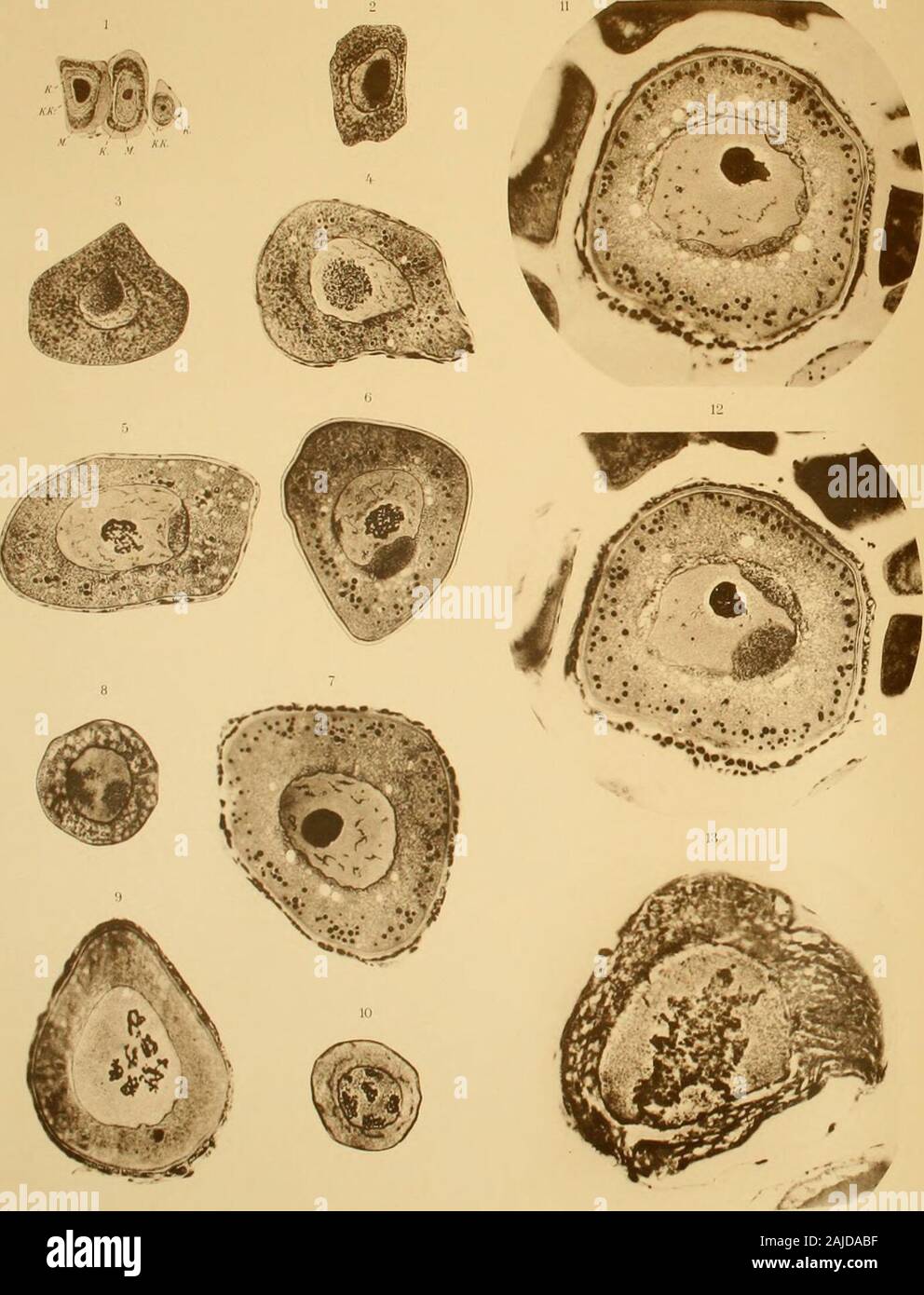 Ergebnisse des campagnes scientifiques accomplies sur son Yacht par Albert Ier, Prince souverain de Monaco. . 04), - 08, au lieu de: ussow (zu), Lire: ussow (I04). Seite 26, au lieu de-57, au lieu de-59, au lieu de - 63, au lieu de-64, au lieu de-67, au lieu de-67, au lieu de-72, au lieu de-88, au lieu de LEGENDE DE LA PLANCHE I (Mikrofotografie iesj Seiten Abb. Ich à 7. Ovocytes dCArgyropelecus hemîgymnus Cocco X400. 6 K, noyau; K K, nucléole; M, mitochondres. - 8 à 10. Ovocytes de Sternoptyx diaphana Hermann x400.. 9 - II, 12. Ovocytes dArgyropeleciis hemigymnus Cocco X400 Stockfoto